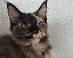 Кошки в Симферополе: Котята Мейн-кун Девочка, 15 000 руб. - фото 4