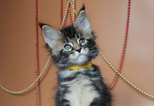 Котёнок мейн-кун Цефей