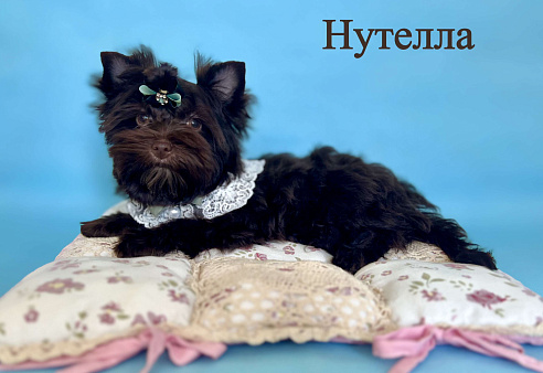 Девочка шоко йорка Нутелла