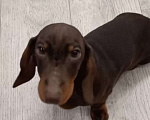 Собаки в Перми: Кофейный Мальчик 2  Мальчик, 50 000 руб. - фото 1