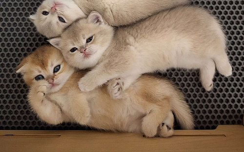 Шотландские котята