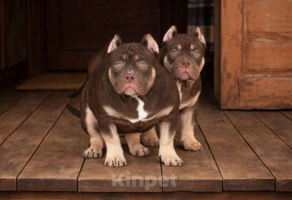 Собаки в Санкт-Петербурге: Американский булли Девочка, Бесплатно - фото 2