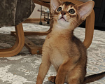 Кошки в Мытищах: Абиссинские котята в домашние любимцы Девочка 1 Девочка, 45 000 руб. - фото 2