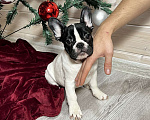 Собаки в Москве: Французский бульдог белочерная Девочка, 30 000 руб. - фото 2