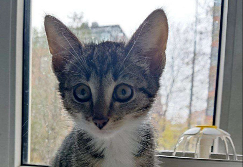 Боевая девчонка Лиза ищет дом