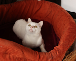 Кошки в Зеленограде: Котик Абрау в добрые руки Мальчик, Бесплатно - фото 4