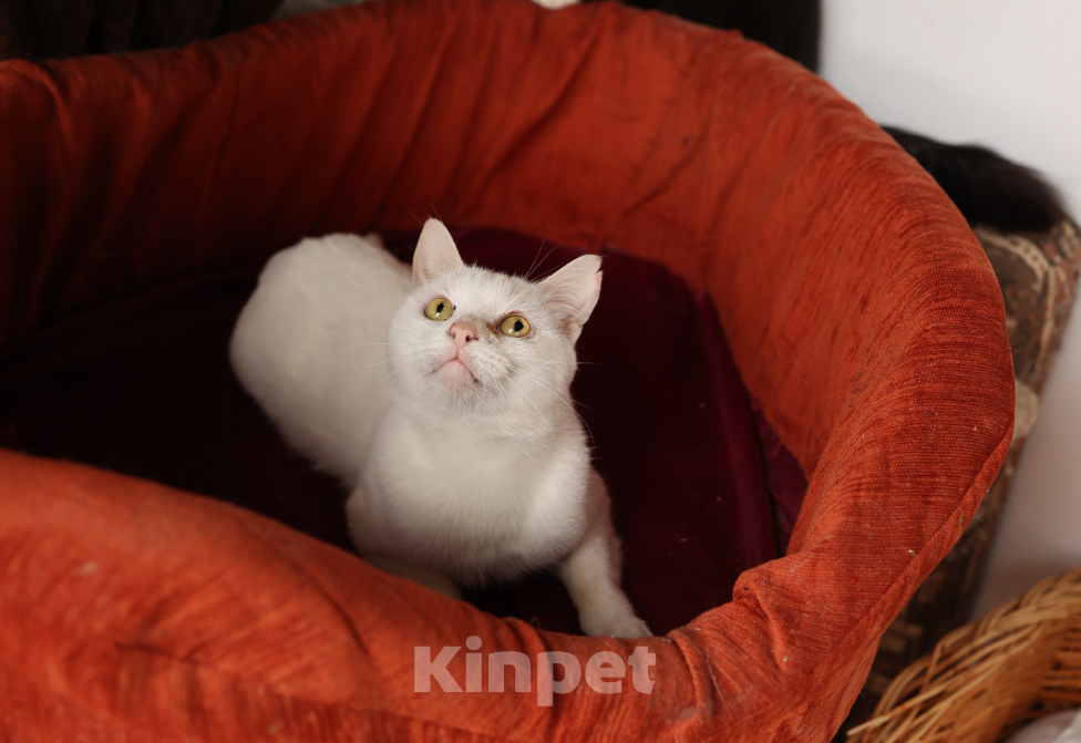 Кошки в Зеленограде: Котик Абрау в добрые руки Мальчик, Бесплатно - фото 4