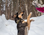 Собаки в Ногинске: Кузька - маленький песик в дар Мальчик, Бесплатно - фото 7