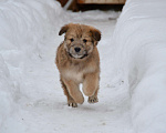 Собаки в Домодедово: Щенок ищет дом Девочка, 5 руб. - фото 4