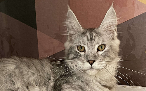 Пушистый ангел для вашего настроения