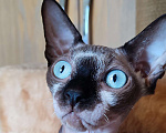 Кошки в Москве: Котята канадского сфинкса  Девочка, Бесплатно - фото 2
