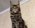 Кошки в Москве: Котёнок Мейн-Кун из питомника Мальчик Мальчик, 37 000 руб. - фото 4