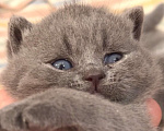 Кошки в Москве: Британский котенок  Мальчик, Бесплатно - фото 1