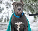 Собаки в Санкт-Петербурге: Голубой щенок прайтер Мальчик, 100 000 руб. - фото 3
