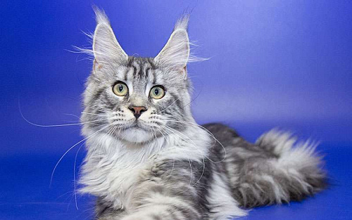 Мейн кун, девочка, подросток.