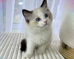 Кошки в Апрелевке: Котята рэгдолл Мальчик, 70 000 руб. - фото 4