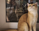 Кошки в Москве: Вениамин Мальчик, 50 000 руб. - фото 8