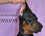 Собаки в Санкт-Петербурге: Щенок добермана Антуан Мальчик, 110 000 руб. - фото 3