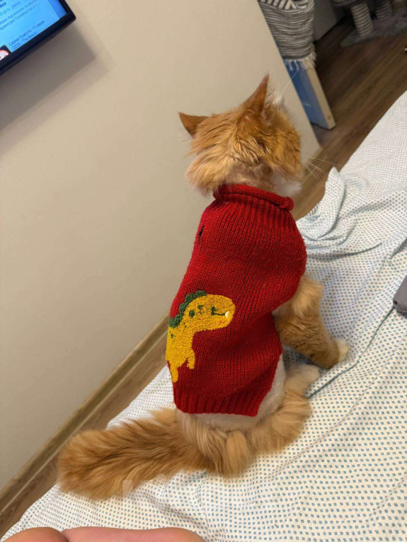 Кошки в Москве: Стильный Еремей ищет дом! Мальчик, Бесплатно - фото 3