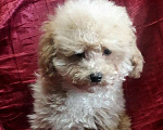 Собаки в Москве: Той пудели Мальчик, 33 000 руб. - фото 3
