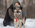 Собаки в Москве: Энергия Солнца и Нежность Шёлка! Девочка, Бесплатно - фото 4