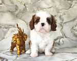 Собаки в Арамиле: щенки Кавалер-кинг-чарльз-спаниеля Мальчик, 110 000 руб. - фото 1