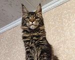 Кошки в Москве: Котёнок Мейн-Кун из питомника Мальчик Мальчик, 37 000 руб. - фото 1