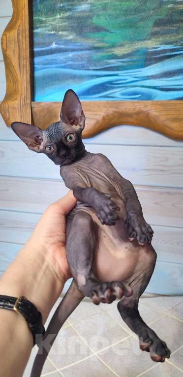Кошки в Москве: Котята канадского сфинкса Мальчик, Бесплатно - фото 2