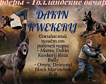 Собаки в Москве: Прекрасные щенки Голландской овчарки Девочка, 80 000 руб. - фото 1