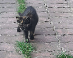 Кошки в Москве: Я ищу тебя ...... Девочка, Бесплатно - фото 2