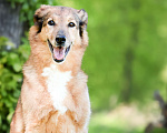 Собаки в Москве: Пожилая собака в добрые руки Девочка, Бесплатно - фото 2