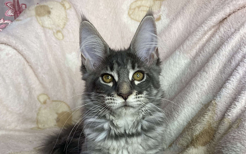 Голубая мраморная девочка мейн кун Zamira