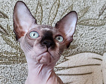 Кошки в Лобне: Котята канадского сфинкса  Девочка, Бесплатно - фото 9
