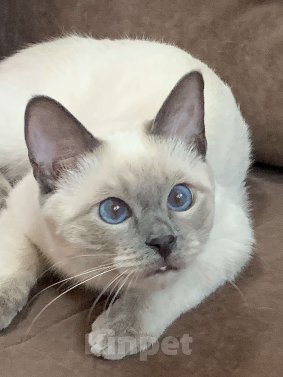 Кошки в Москве: Тайский котик, окрас блю-пойнт Мальчик, Бесплатно - фото 2