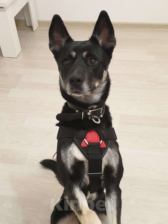 Собаки в Москве: Собака в добрые руки Мальчик, Бесплатно - фото 1