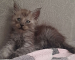 Кошки в Москве: Котёнок мейн-кун с хорошими данными Мальчик, 40 000 руб. - фото 2