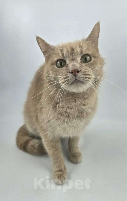 Кошки в Москве: Выкинутый в лютые морозы Емеля ищет дом Мальчик, Бесплатно - фото 8