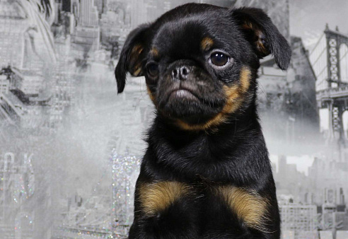 Объявление: Продажа щенка пти-брабансона, 40 руб., Кимры
