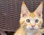 Кошки в Кисловодске: Котик Мальчик, 10 000 руб. - фото 1