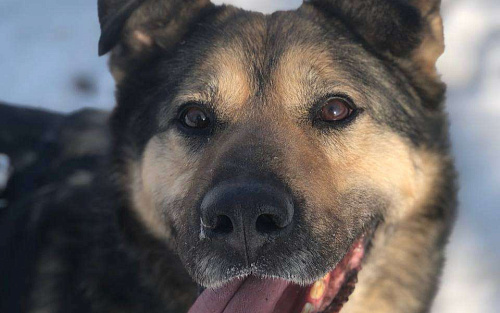 Чудесный Гранд из приюта покорит Вас своим позитивом