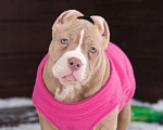 Собаки в Москве: Американский булли Классик Девочка, 150 000 руб. - фото 1