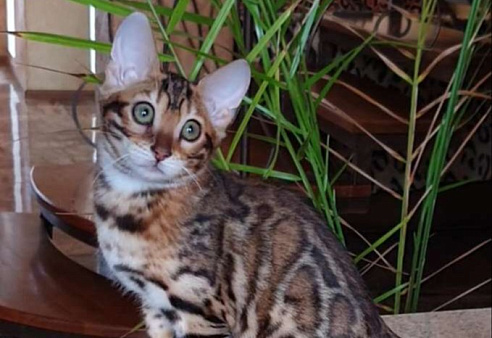 Бенгальская девочка 