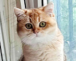 Кошки в Севастополе: Шотландская страйт, девочка Девочка, 30 000 руб. - фото 1