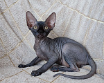 Кошки в Москве: Котята канадского сфинкса Мальчик, Бесплатно - фото 3