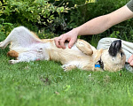 Собаки в Щелково: Малыш Митч ищет дом Мальчик, Бесплатно - фото 2