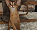 Кошки в Мытищах: Абиссинские котята в домашние любимцы Девочка 1 Девочка, 45 000 руб. - фото 1
