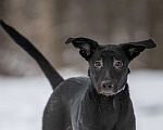 Собаки в Москве: Здравствуйте. Это Макс. Мальчик, Бесплатно - фото 1