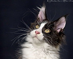 Кошки в Туапсе: Котята мейн-кун из питомника Мальчик, Бесплатно - фото 3