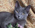Кошки в Москве: Голубой котенок в добрые руки Мальчик, Бесплатно - фото 2