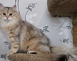 Кошки в Тюмени: Сибирский котёнок Мальчик, 50 000 руб. - фото 3
